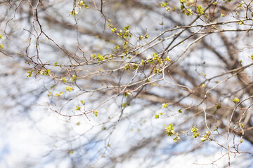 A twig with spring green foliage against a blue sky. Background on the theme of spring flowering in nature.