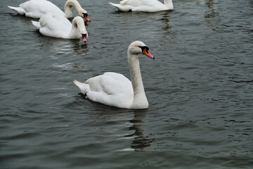 white swans in the city