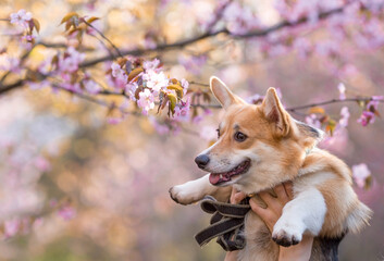 Cherry blossoms. Spring, nature photo wallpaper. A cherry blossom in the garden and a small corgi dog in close-up. Blooming rosebuds on the branches of a tree.