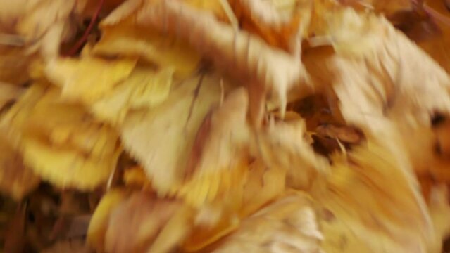 Herbstlaub zusammenkehren