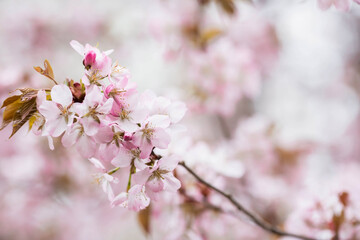 Fototapeta na wymiar Banner. Cherry blossoms. Spring, nature wallpaper. Sakura in the Japanese garden. Blooming rosebuds on the branches of a tree. Macro photography.