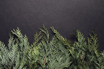 Toned hipster flatly black background with green spruce branches. Evergreen ashy pine tree sticks background. Creative minimalistic composition