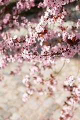 The twigs of the almond tree blooming with white and pink flowers are depicted in close-up. A vertical image. Beautiful spring landscape.