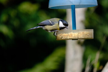 The great tit or Parus major feeding on a peanut feeder.
