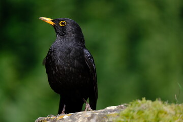 One of the most familiar birds in the parks and gardens of Europe, the blackbird. This is perched on a branch.
