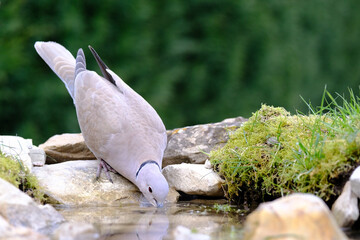 Obraz premium Turtledove, Collared-Dove , Streptopelia decaocto he drinks from the pond. Italy. Europe. 