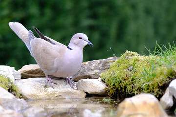 Turtledove, Collared-Dove , Streptopelia decaocto he drinks from the pond. Italy. Europe.
