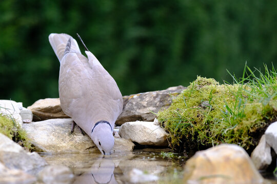 Turtledove, Collared-Dove , Streptopelia decaocto he drinks from the pond. Italy. Europe.
