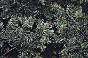 Naklejka na ściany i meble Toned hipster decorative flatly with green spruce branches. Evergreen ashy pine tree sticks background. Creative minimalistic composition