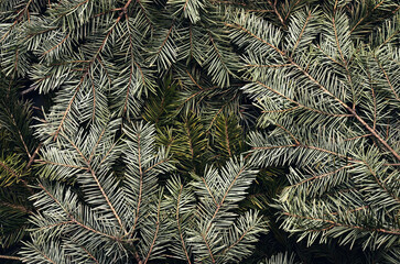 Toned hipster decorative flatly with green spruce branches. Evergreen ashy pine tree sticks background. Creative minimalistic composition