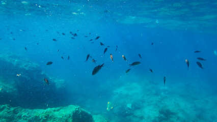 Fototapeta na wymiar Underwater landscape with fishes and wildlife in the Adriatic Sea of Salento, Apulia Italy