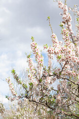 Almond trees blooming with white and pink flowers against the blue sky. A vertical image. Beautiful spring landscape.