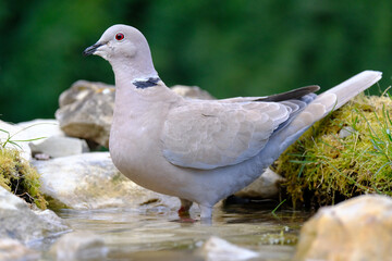 Turtledove, Collared-Dove , Streptopelia decaocto he drinks from the pond. Italy. Europe.
