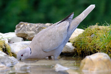 Turtledove, Collared-Dove , Streptopelia decaocto he drinks from the pond. Italy. Europe.
