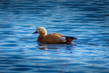 Wild Pochard swimming in the lake Italy