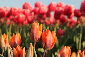 two orange 'flame' tulips with red tulips in the background in a bulb field in the dutch countryside in springtime
