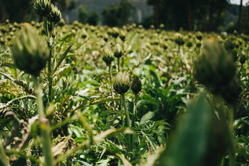 Campo de alcachofas. Concepto de agricultura, y comida.