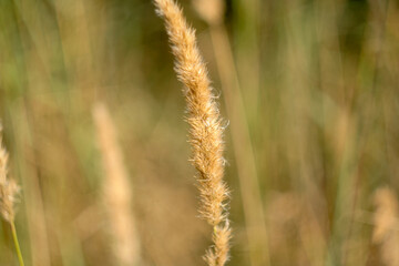 Background of sedge grass on sunny day, selective focus. Dune grass waving in the wind during sun day. Beach grass as backdrop for branding, calendar, multicolor card, banner, cover, website