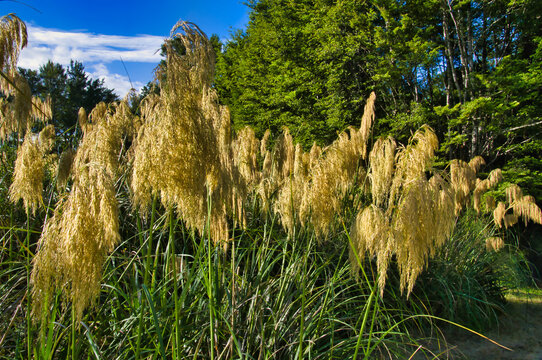 New Zealand Toetoe or toitoi grass (Austroderia ricardii, syn. Cortaderia ricardii) 
