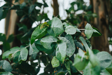 Obraz premium Hojas de Eucalipto. Concepto de plantas, hojas.