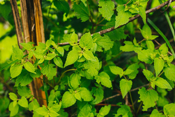 Hojas de menta en la naturaleza. Concepto de hierbas o plantas aromaticas.