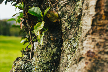 Corteza de árbol con tela de araña. Concepto de naturaleza.