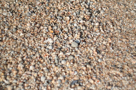Texture of thousands seashells. Shell beach, background for a post, screensaver, wallpaper, postcard, poster, banner, cover, website. High quality photo