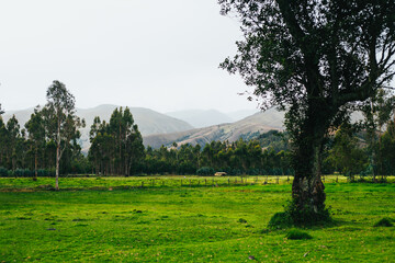 Paisaje de campo verde con montañas al fondo. Concepto de naturaleza.