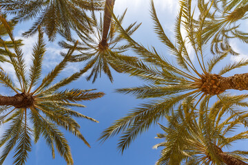 Palms background Alicante Alacant palm travel traveling holidays vacation in Spain - obrazy, fototapety, plakaty