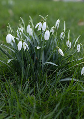 white snowdrops on green grass in the park