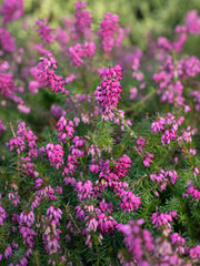 bright lavender macro nature greenery