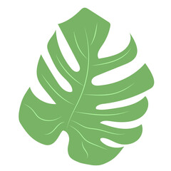 Monstera is a green plant. Template for stickers, stencil. Close-up of tropical leaves, without background. Flat style.