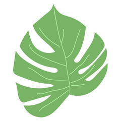 Monstera is a green plant. Template for stickers, stencil. Close-up of tropical leaves, without background. Flat style