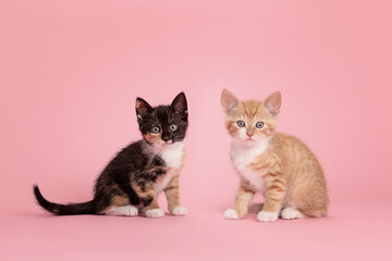 Cute calico and ginger kitten sitting and looking in the camera on a pink background