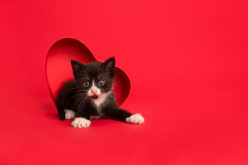 Cute black and white kitten in a heart shaped red present box on a red background with space for copy