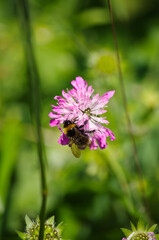 Fototapeta premium gros plan sur abeille qui butine une fleur rose avec arrière plan en flou artistique