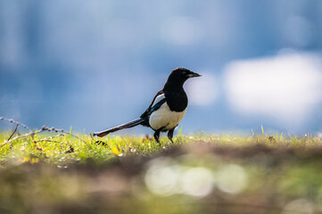 Elster (Pica Pica) auf einer Frühlingswiese vor einem freigestellten/verschwommenen Hintergrund