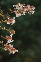 branch with white flowers forming a natural free frame on a green background