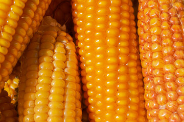 Corn heads close up