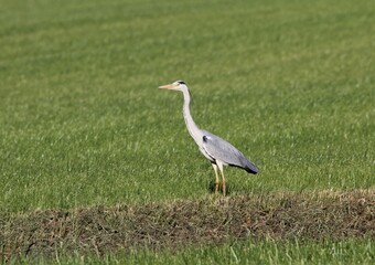 a grey heron stands in a green grassland in the countryside in springtime closeup