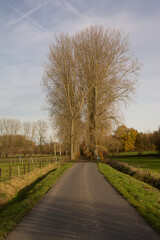 Obraz premium Lane with bare trees in between meadows on a sunny autumn day in the Flemish countryside 