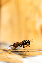 Close-up of European hornet standing on the table, yellow background