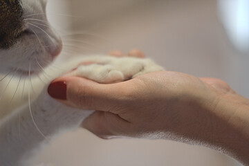gato acariciado por la dueña, mano en la garra