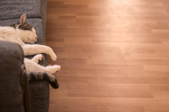 gato durmiendo y descansando en el sillon