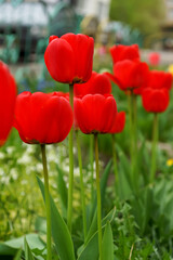 scarlet tulips grown in a private garden