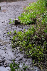 FU 2021-05-10 Natur 38 Neben dem Schlamm wächst ein Gebüsch