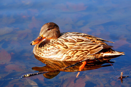 Female duck on calm clear water