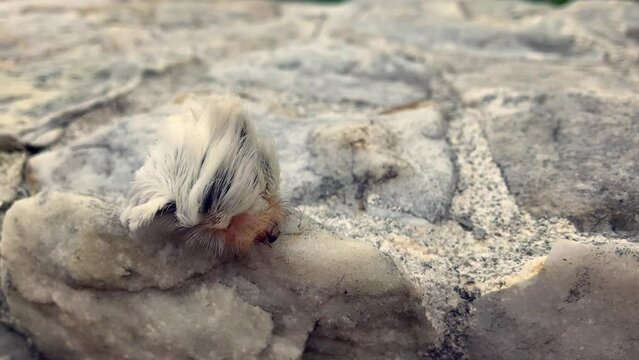4k footage of a furry and poisonous megalopyge opercularis moth caterpillar crawling and moving across background with white marble stones during a summer afternoon