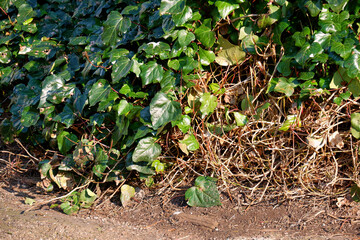 Green ivy growing next to a path