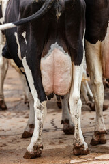 butts with udders of a herd of cows side by side